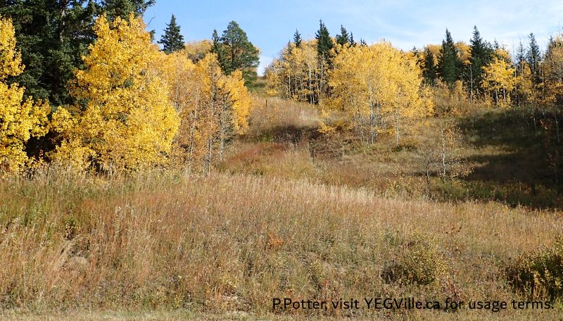Looking east at the cut line defining the NE border of the site, Eagles Nest PNT, 2024-10-16, P. Potter.