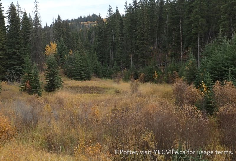 Looking East across a wet area, the boundary of the site is about halfway up the hill in the distance, Eagles Nest PNT, 2024-10-16, P. Potter.