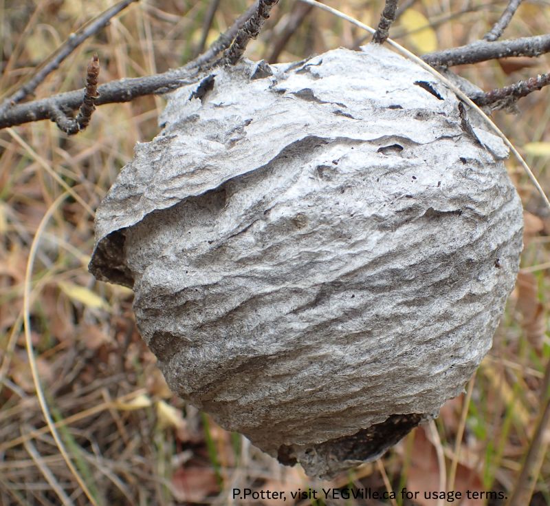 A delicate leftover from the summer, Eagles Nest PNT, 2024-10-16, P. Potter.