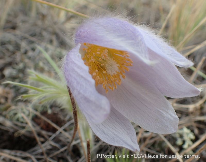 Crocus in bloom, Red Rock Coulee NA, 2024-10-16, P. Potter.