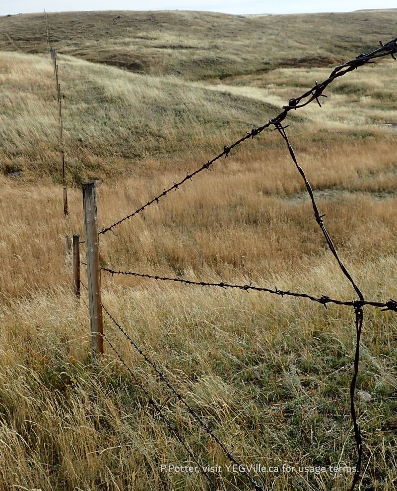 Looking East along the South border of the SE parcel, Red Rock Coulee NA, 2024-10-16, P. Potter.