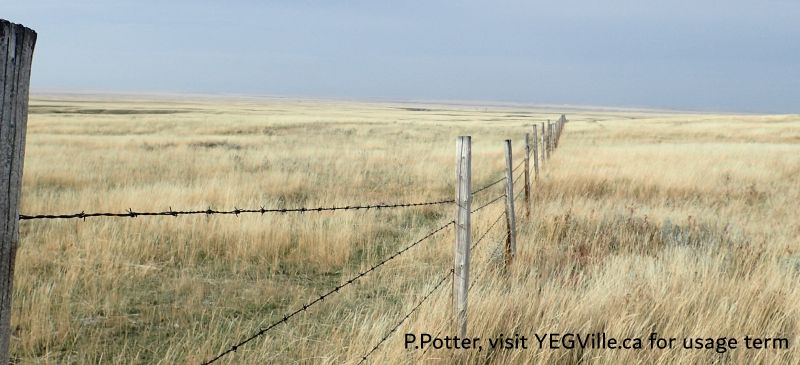 Looking West along the South border of the site, Red Rock Coulee NA, 2024-10-16, P. Potter.