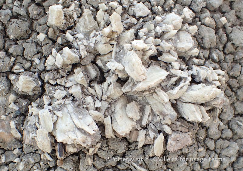 Petrified wood being washed out of the embankment, Red Rock Coulee NA, 2024-10-16, P. Potter.