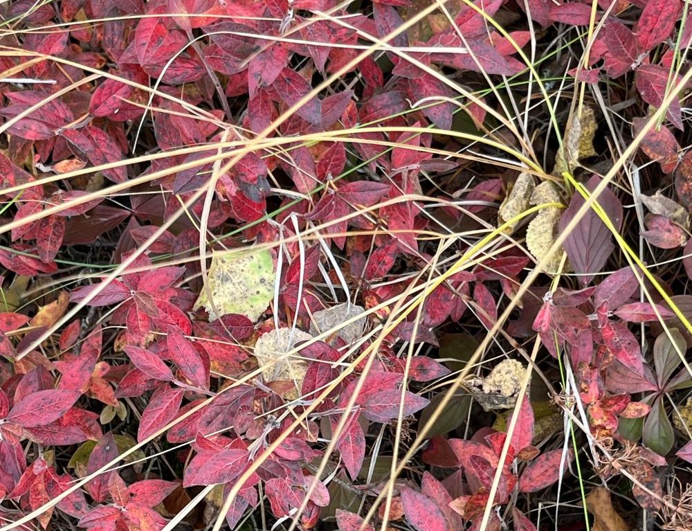Velvet-leaf blueberry in autumn colours,Nestow NA, 2024-10-07, P. Cotterill.