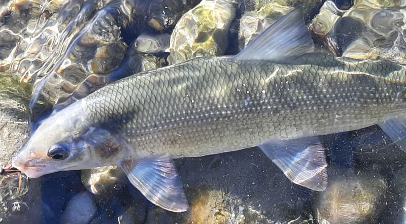Rocky Mountain Whitefish, SnakesHeadPNT 2024-10-03, Tony B.