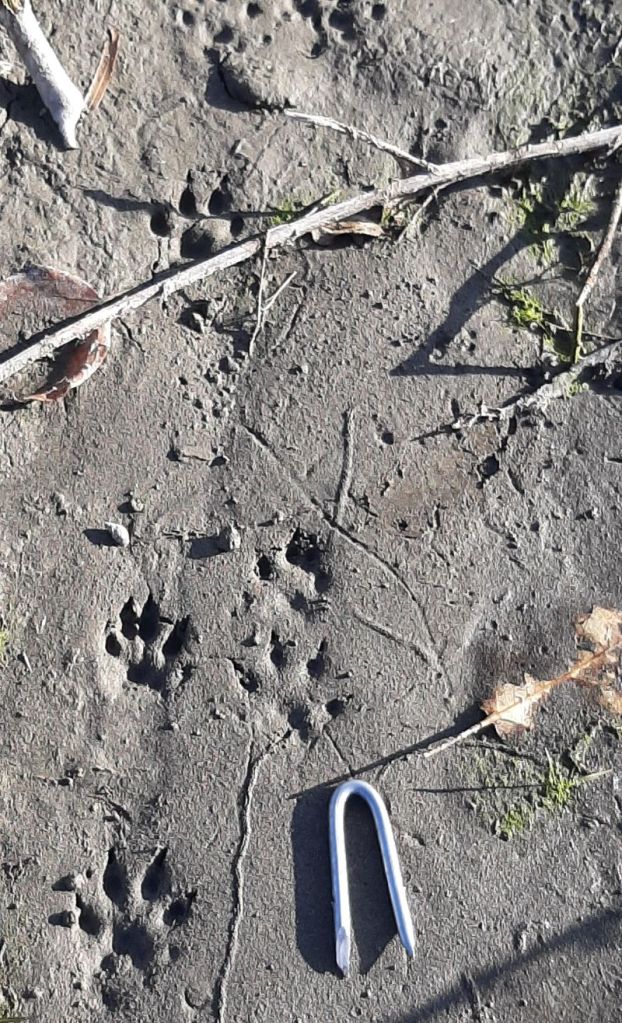 mink track, SnakesHead PNT 2024-10-03,Tony B.