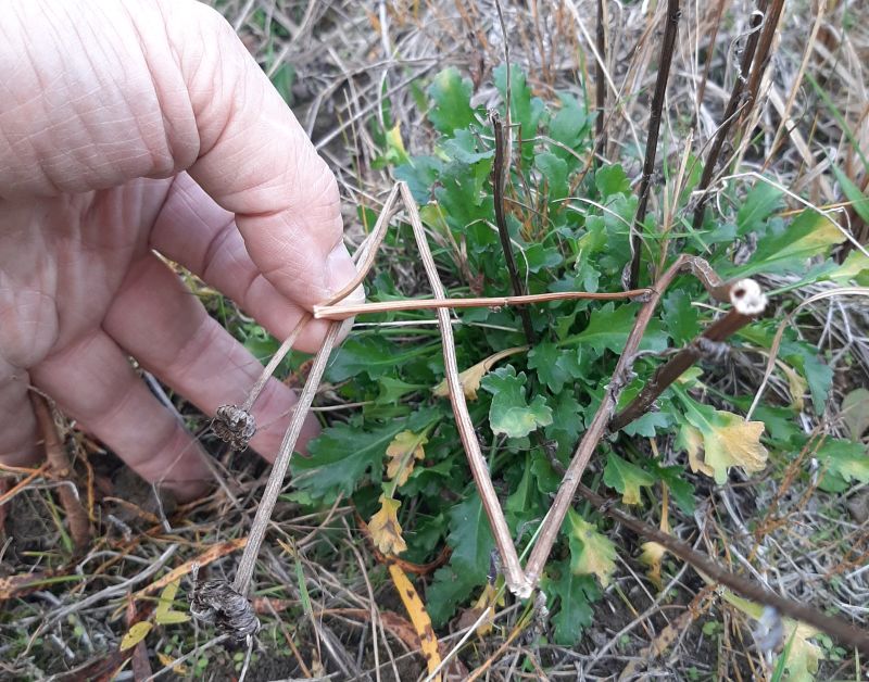 Ox-eye daisy: noxious weed, SnakesHead PNT 2024-10-03,Tony B.