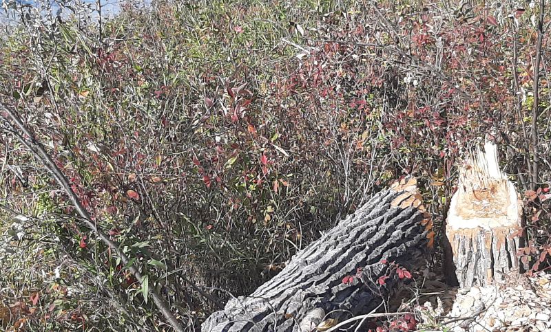 SnakesHeadPNT 2024-10-03 recent beaver activity, Tony B.