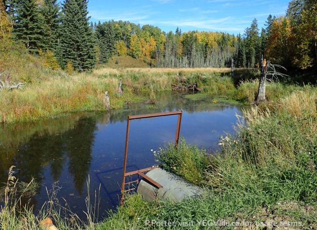 Looking NE towards a beaver dam blocking Town Creek, note the large culvert in the foreground, Town Creek NA, 2024-09-25, P. Potter.