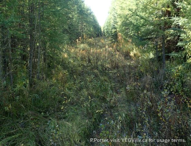 Looking W along the cut line and towards the entry gate, Town Creek NA, 2024-09-25, P. Potter.