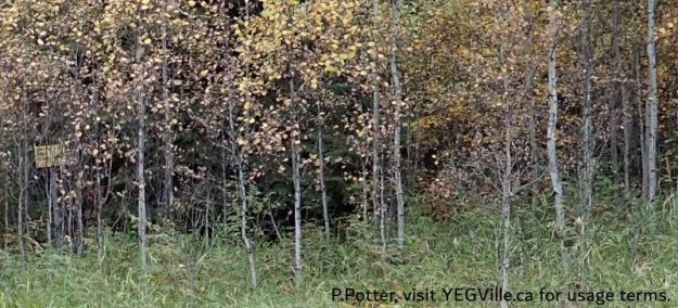 Can you spot the Boundary Sign, lost for the trees – looking west from RR 22, Battle Lake NA, 2024-09-25, P. Potter