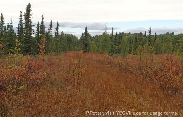 A large wet area in the NW corner of the site, Battle Lake NA, 2024-09-25, P. Potter