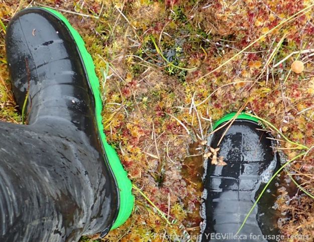 Lots of water in the wet area – don’t stand in one spot too long!, Battle Lake NA, 2024-09-25, P. Potter