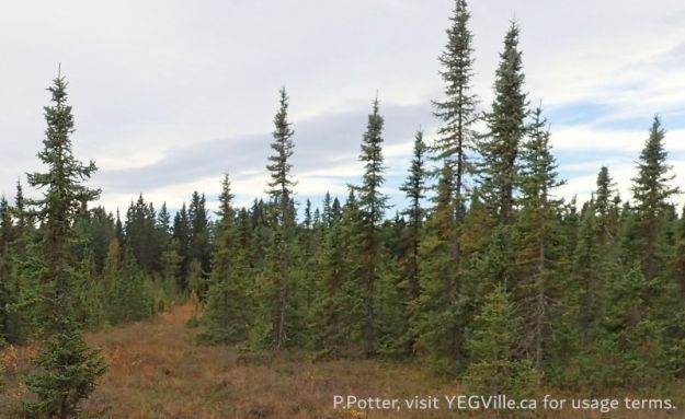 A cut line heading southwest from the wet area in the NW corner of the site, Battle Lake NA, 2024-09-25, P. Potter