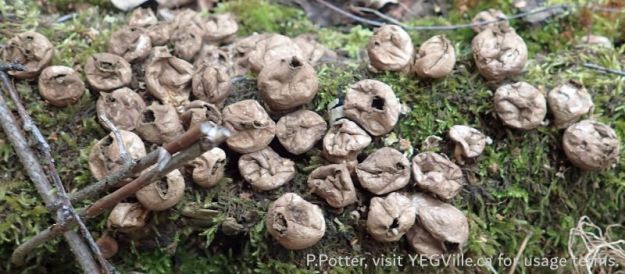 Colony of puff ball fungus, Battle Lake NA, 2024-09-25, P. Potter