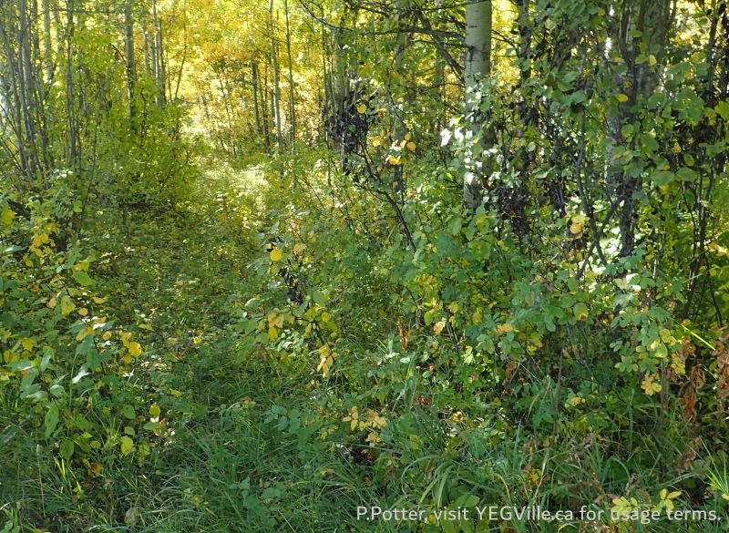 Looking S along RR 13 flora relatively undisturbed, Lloyd Creek NA, 2024-09-30, P. Potter.