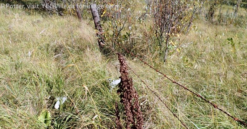Looking S along RR 13, fence is showing its age as it crosses a wet depression, Lloyd Creek NA, 2024-09-30, P. Potter.