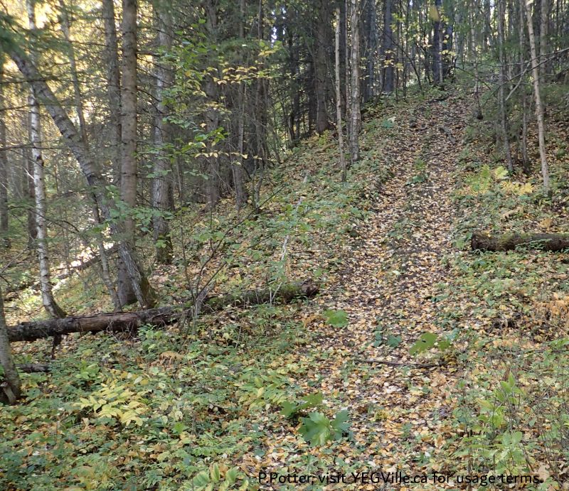 Looking S and a steep climb just as RR 13 enters the site, Lloyd Creek NA, 2024-09-30, P. Potter.