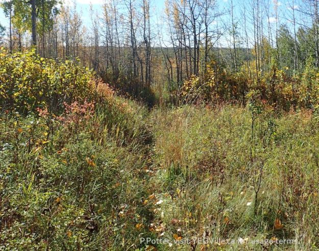 Looking S across the valley where TWP 460 runs at a single-track trail, likely originally a game trail broadened by human use, Lloyd Creek NA, 2024-09-30, P. Potter