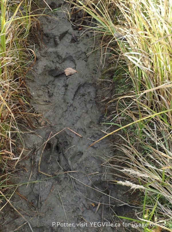 Moose and human tracks in a beaver run, Tawatinaw NA, 2024-10-07, P. Potter.