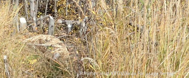 Looking north along a beaver run and at their handy work, no recent activity noted, Tawatinaw NA, 2024-10-07, P. Potter.