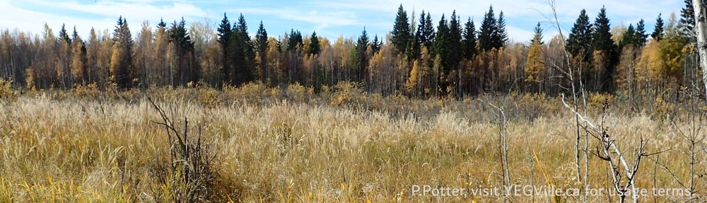 Looking SW across one of the two small ponds in the area, Tawatinaw NA, 2024-10-07, P. Potter.