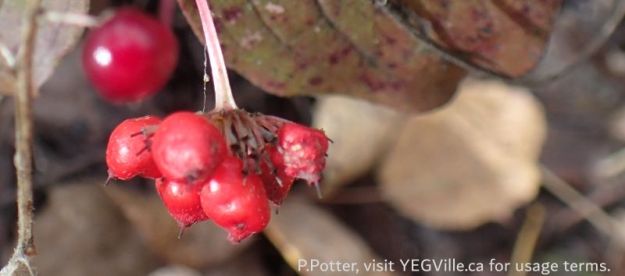 Berries ready to be eaten (and dispersed), Tawatinaw NA, 2024-10-07, P. Potter.