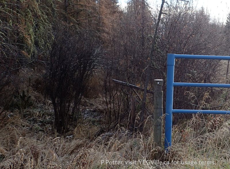 Looking East into the adjoining OC portion of the NA which is on the right and North of the Oil Field site, Tetris parcel-Coyote Lake Complex, 2024-10-29, P. Potter.