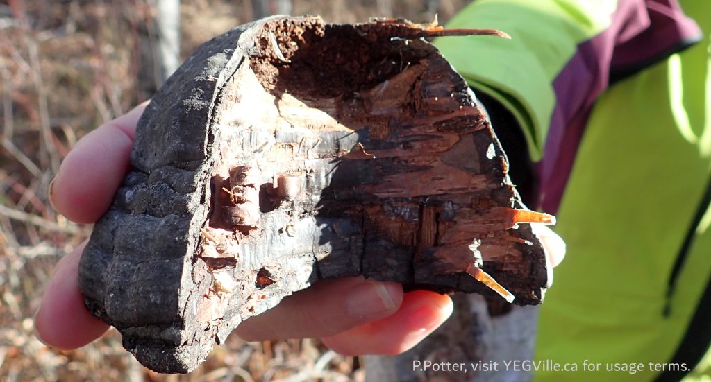 A dead horse's hoof mushroom, NCC+ Coyote Lake Complex, 2024-10-29, P. Potter.
