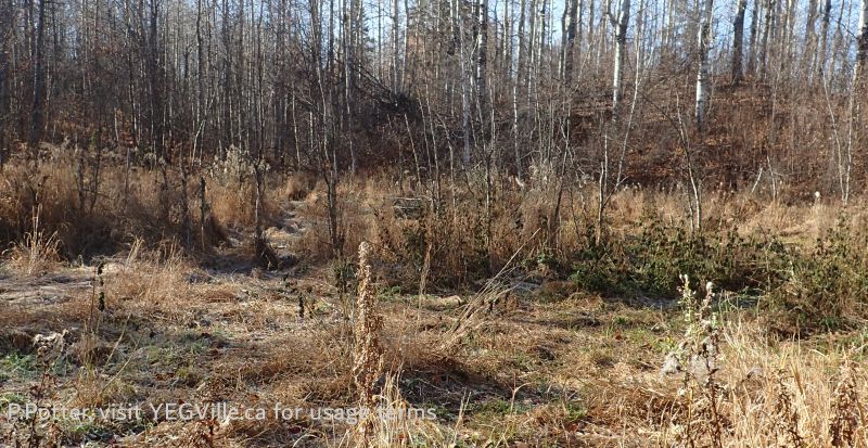 Wet area in the former industrial area, note the thistles, NCC-Corner PNT Coyote Lake Complex, 2024-10-29, P. Potter.