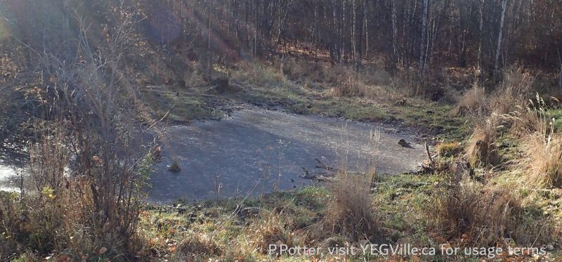One of a number of small depressions in the general area, this one about 200 M South of TWP 500 and in the NE corner; note the cattle trampling, NCC-Corner PNT Coyote Lake Complex, 2024-10-29, P. Potter.
