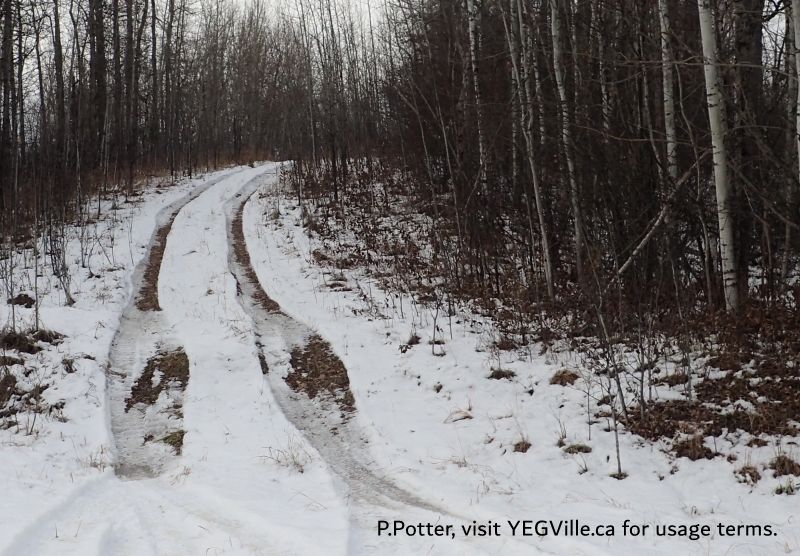 Looking North from TWP 494 into the NA, significant vehicle travel, Coyote Lk North-OC, 2024-11-06, P. Potter.