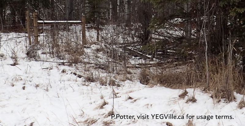 A gate allowing access to the Central-PNT parcel and at the SW corner of the site, Coyote Lk-Central-OC, 2024-11-06, P. Potter.