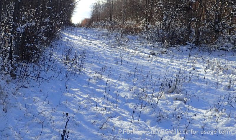 Looking South along the boundary between the PNT and OC about 100 M from the OC's North boundary, Coyote Lk Central-PNT, 2024-11-06, P. Potter.