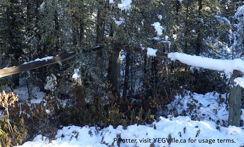 A four way boundary; the PNT is in the foreground, the OC to the right terminating at the corner, the NCC-Parcel directly behind the corner and private land beyond the fence and to the left, Coyote Lk Central-PNT, 2024-11-06, P. Potter.