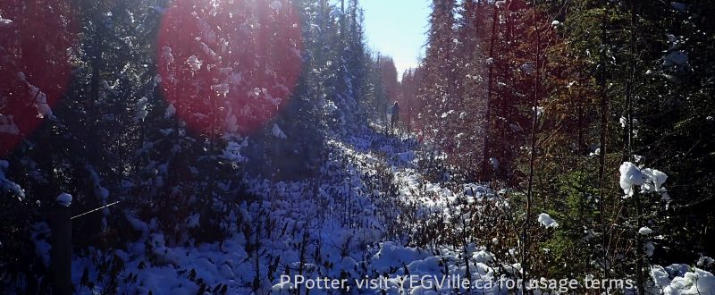A hiker makes her way South along the boundary of the OC and PNT, the thick black spruce in the OC on the left, Coyote Lk Central-PNT, 2024-11-06, P. Potter.