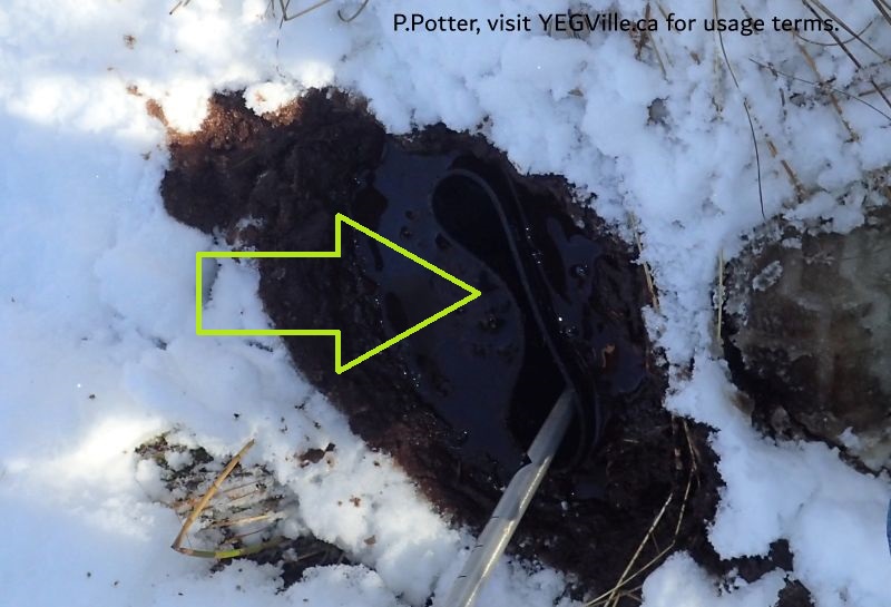Unfortunately, the end of the day's adventures, a flooded and stuck rubber boot in the marsh area between the OC and PNT, Coyote Lk Central-PNT, 2024-11-06, P. Potter.