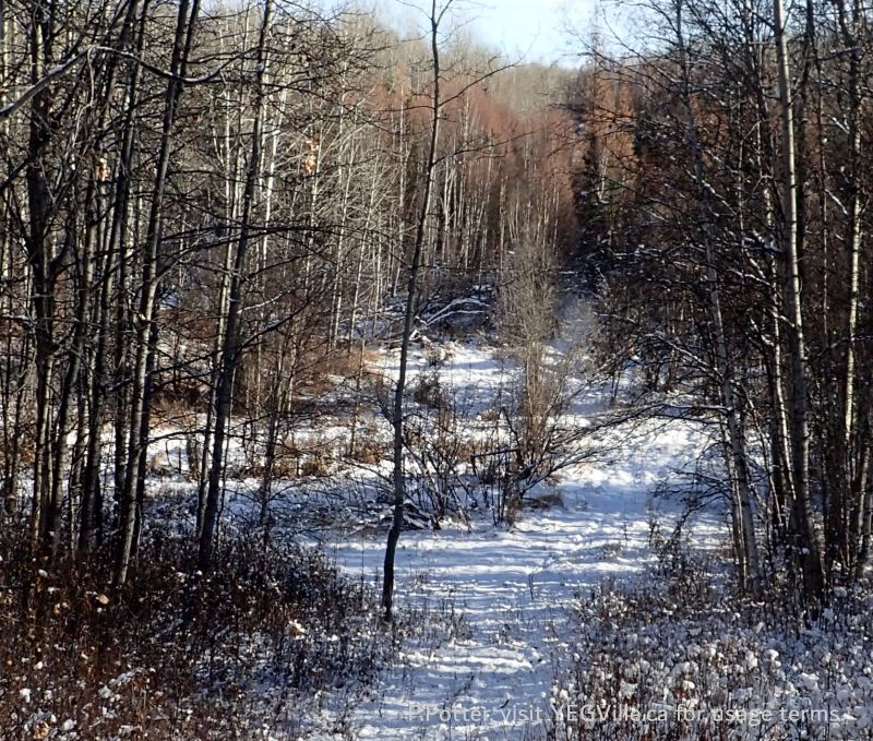 Looking East and down on the SW corner of the OC, the PNT extends west into the distance, the fence is in the center of the frame, Coyote Lk Central-PNT, 2024-11-06, P. Potter.