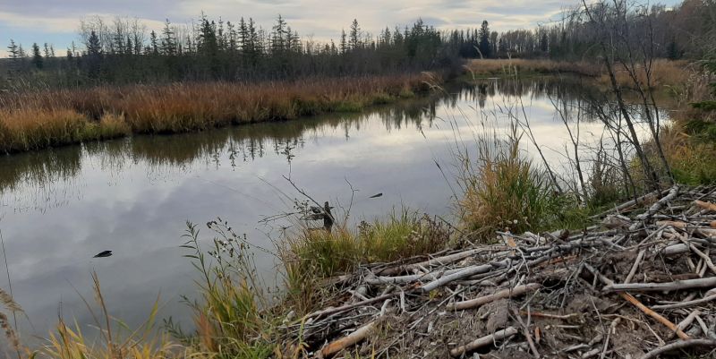 Main beaver pond and lodge, probably spring fed since this pond is located on a terrace a couple of meters above the river; looking South, Snakes Head PNT, 2024-10-14, T. Blake.