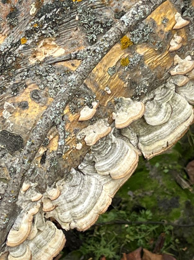 Bracket fungi, Tawatinaw NA, 2024-10-07, P. Cotterill.