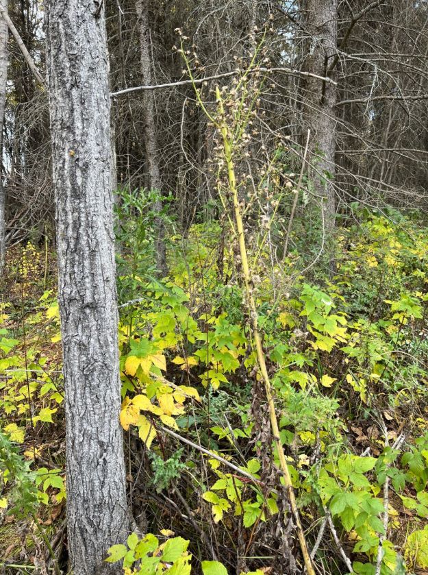 Tall Blue Lettuce, Tawatinaw NA, 2024-10-07, P. Cotterill.
