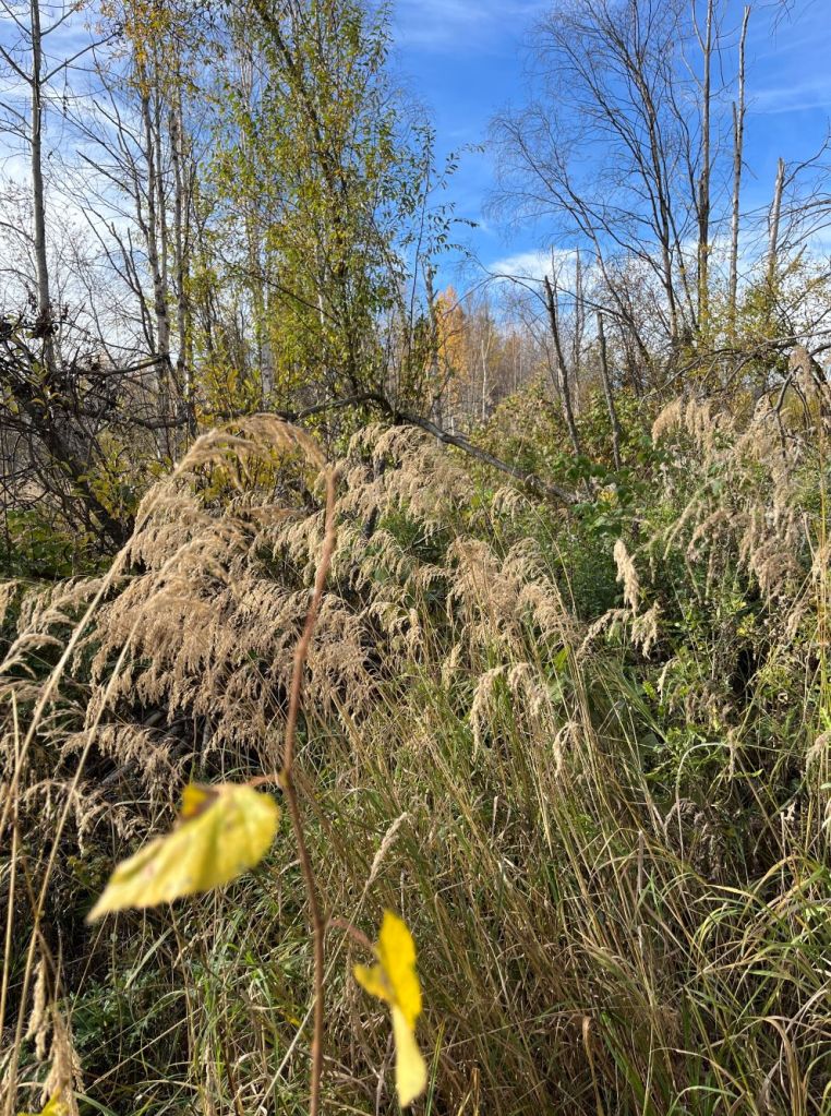 Wetland with Birch, Tawatinaw NA, 2024-10-07, P. Cotterill.