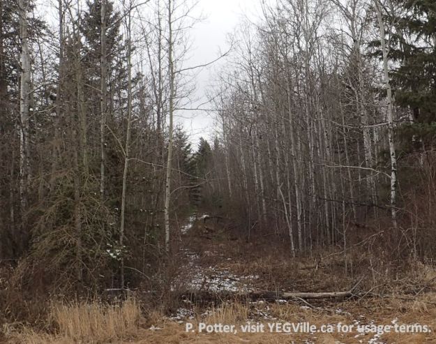 Short loop in the SE corner of the NA, Halfway Lake NA (South Parcel), 2024-04-06, P. Potter.