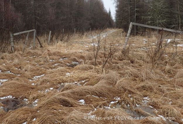 Access gate to the adjoining southern property crossing through peatland, Taylor Lake Natural Area, 2024-04-06, P. Potter.