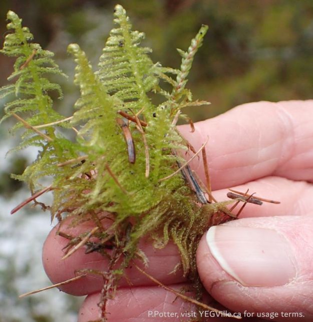 Close up on one of the three feather mosses which are very common for coniferous forests of the type found in the site tea, Taylor Lake Natural Area, 2024-04-06, P. Potter.
