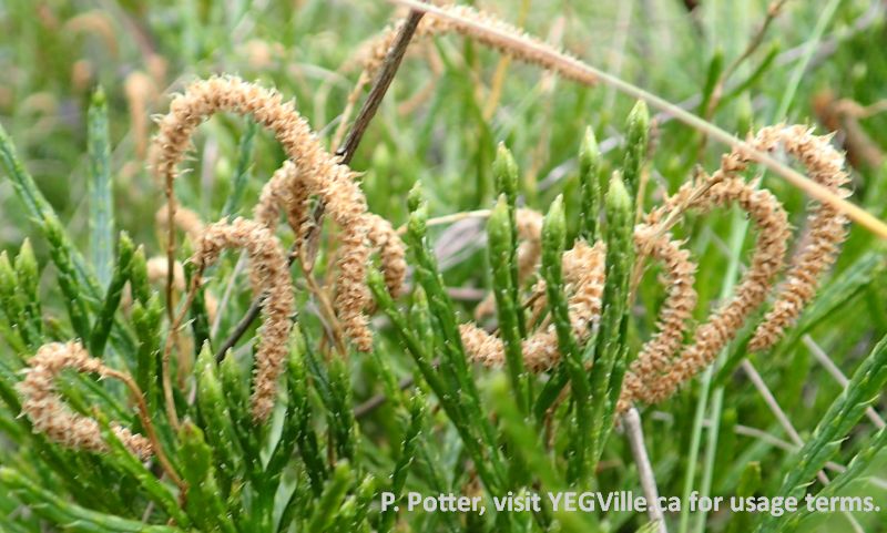 The club moss spores maturing, Nestow NA, 2024-10-07, P. Potter.