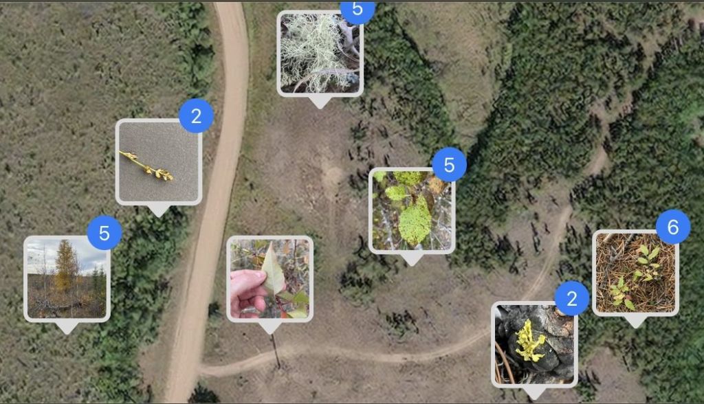 Photo map of iNaturalist image, Nestow NA, 2024-10-07, Susan N.