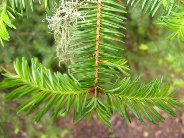 Balsam fir twig showing needles in two horizontal rows. Medley River near Cold Lake, 2011-06-13, P. Cotterill.