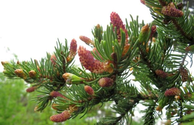 Pollen cones of white spruce. Suburban Edmonton, 2011-05-23, P. Cotterill.