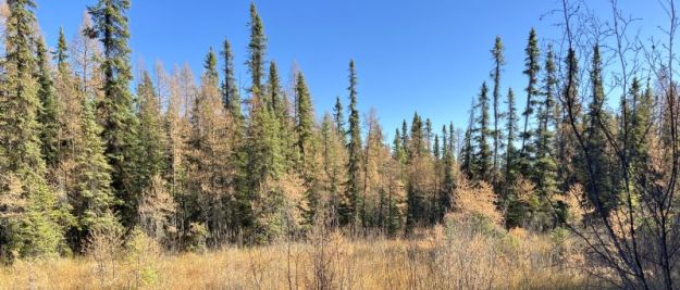 View of a fen in Wagner Natural Area with the thin, cylindrical forms of black spruce in the background. The shorter, pale-yellow trees are tamarack. 2023-10-20, P. Cotterill.